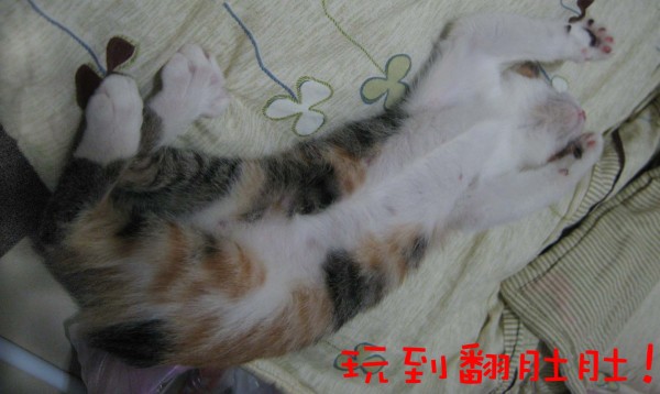 IMG_0865_s.jpg
