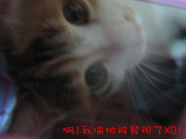 IMG_1038_s.jpg