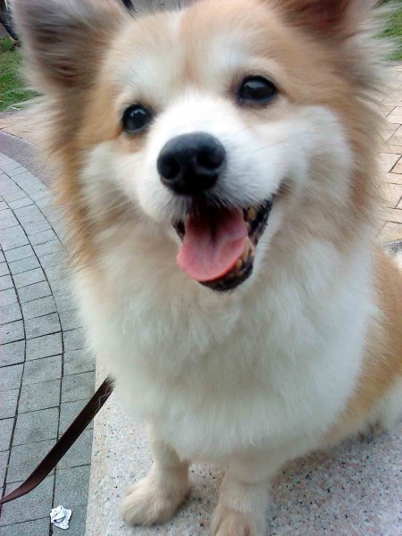 餅乾耶~