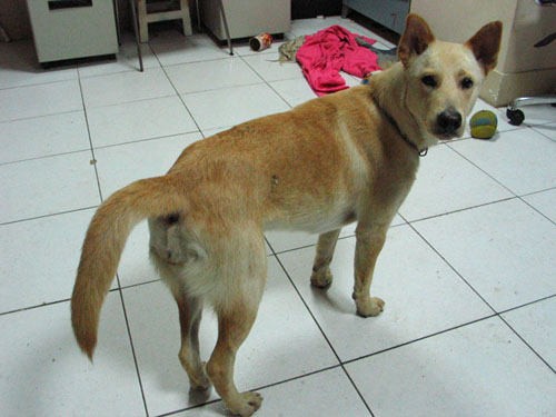 犬全身.jpg