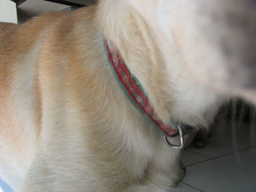 犬項圈.jpg