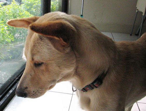 犬側臉.jpg