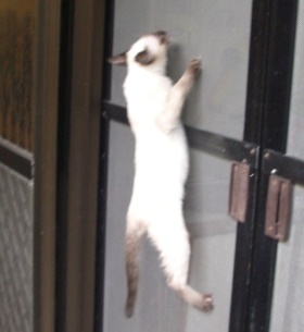 可可.jpg
