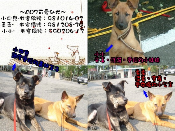 A07幼犬文宣.jpg