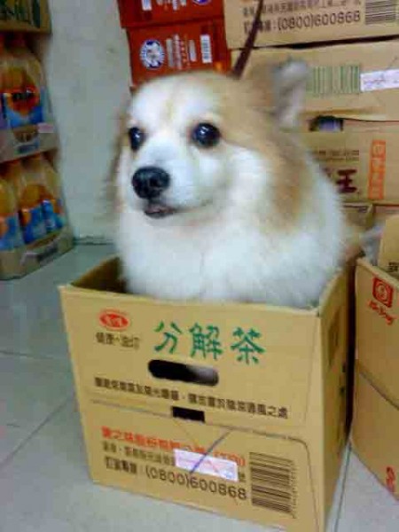 (平時)老頭子