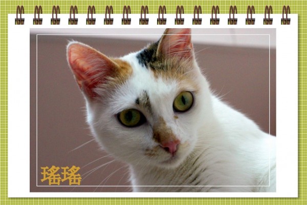 瑤瑤2.jpg