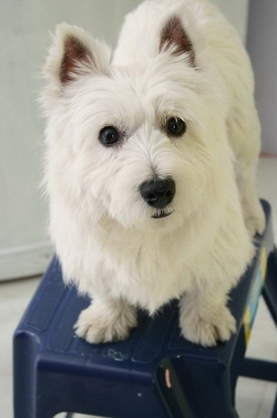 安琪20100323_3.jpg