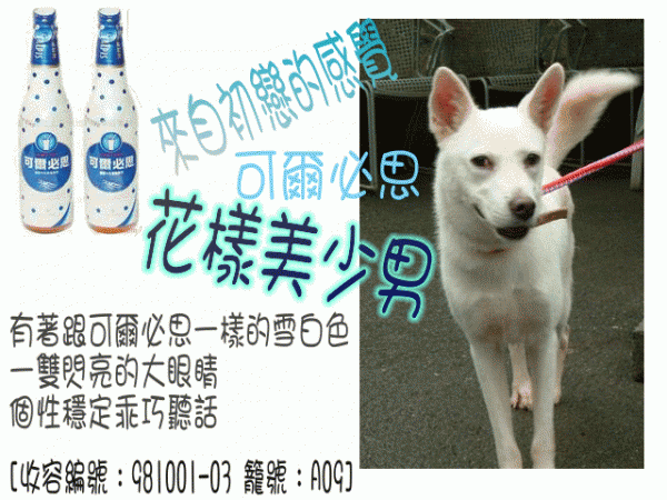 可爾必思.gif