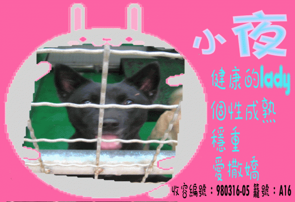 小夜.gif