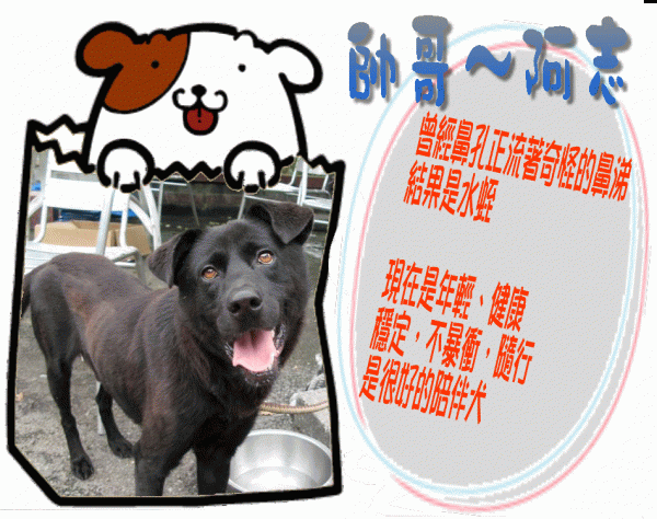 阿志.gif
