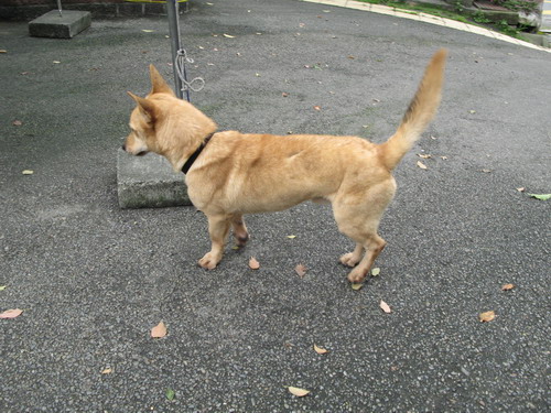 dwaidwai2.jpg