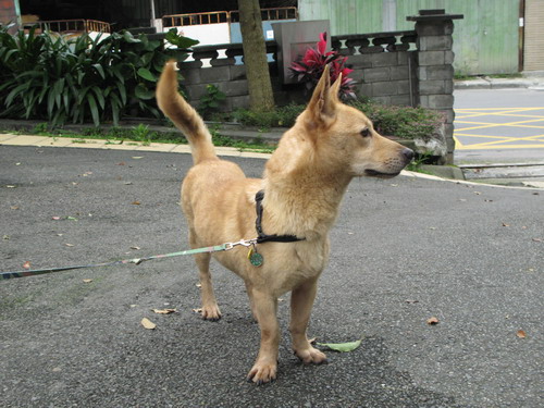 dwaidwai3.jpg