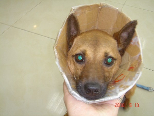 結紮了!!是成犬了!戴上伊莉莎白~裝乖巧