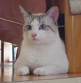 dudu