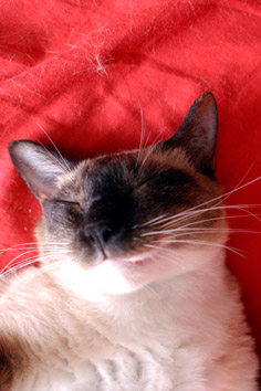 DSC_0038-s.jpg