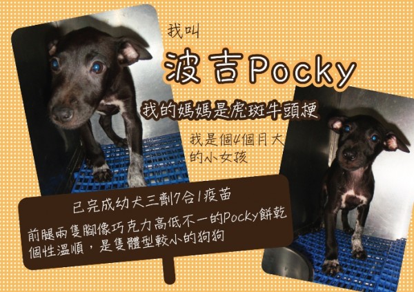 pocky壓縮.jpg